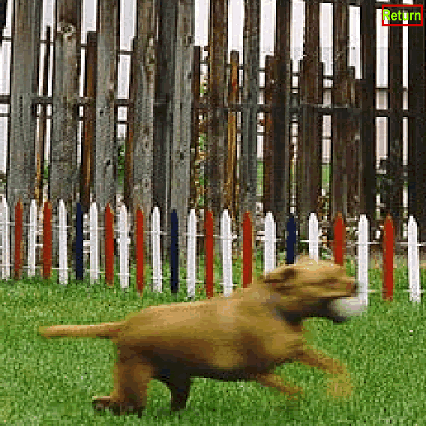 Speed Dog